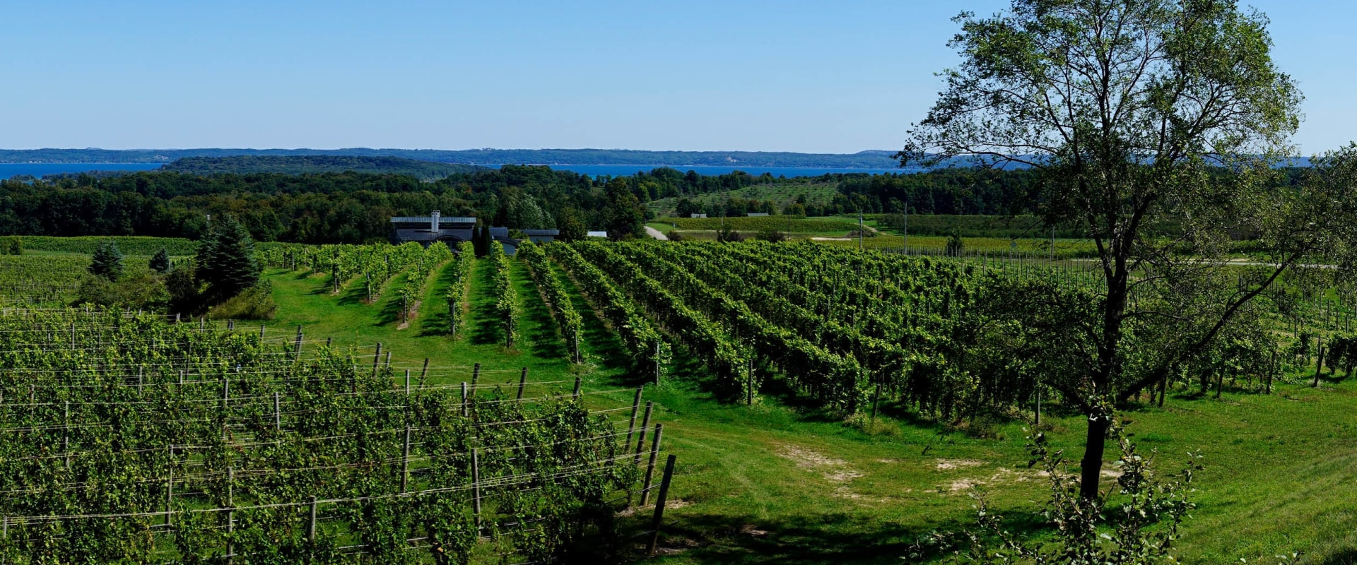Exploring the Average Price Range for Wine from Vineyards in Dulles, Virginia