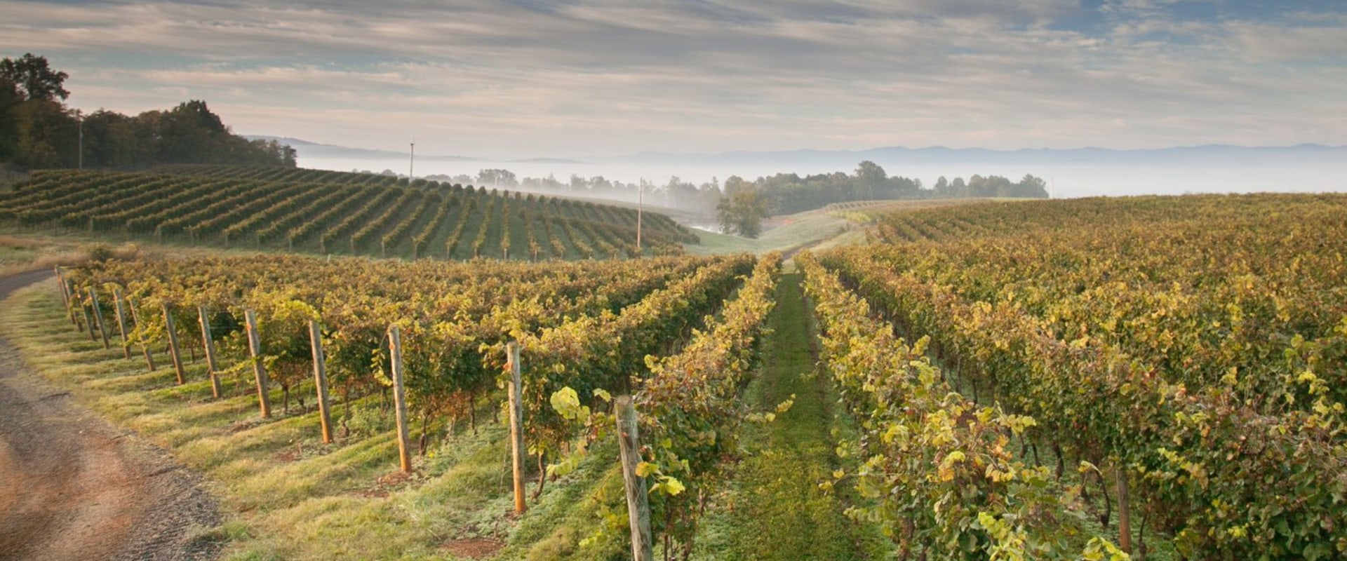 Exploring the Vineyards of Dulles, Virginia: A Guide to Buying Wine