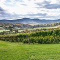 Exploring the Vineyards in Dulles, Virginia: A Guide to Visiting with Children
